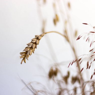 Duvarda asılı çiçek kuru. Vintage decoation Cafe ve Restaurant