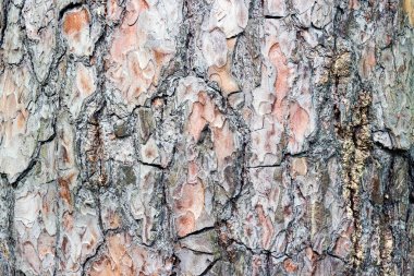 Güzel doku çok yıllık bir ağaç kabuğu