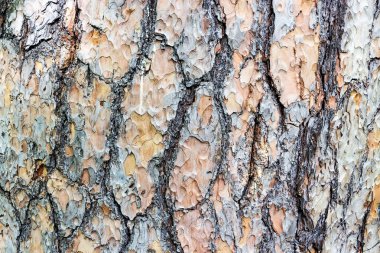 Güzel doku çok yıllık bir ağaç kabuğu