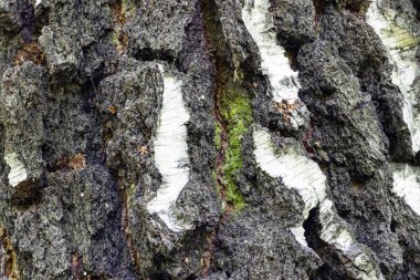 Güzel doku çok yıllık bir ağaç kabuğu