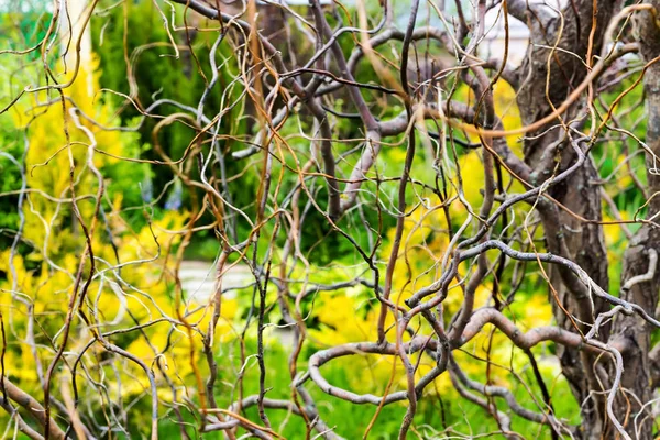 Autumn garden dried tree branches — Stock Photo, Image