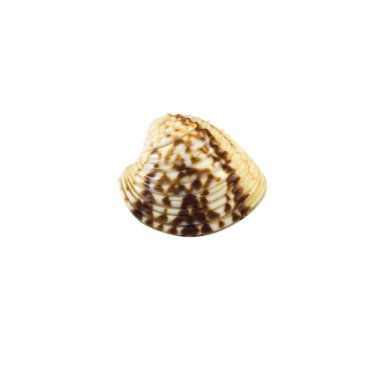 Güzel deniz kabuğu, Chione paphia, posterler, siteleri, kartvizit, kartpostal, iç tasarım, Etiketler ve stickerlar için beyaz arka plan üzerinde izole.