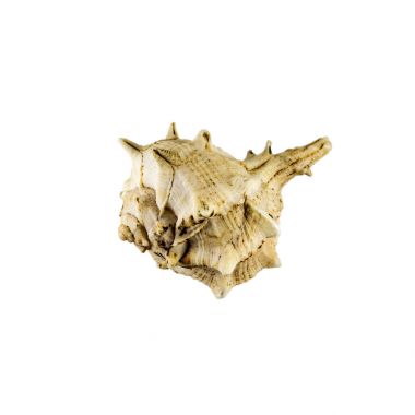 Güzel deniz kabuğu, Drupa rubusidaeus, posterler, siteleri, kartvizit, kartpostal, iç tasarım, Etiketler ve stickerlar için beyaz arka plan üzerinde izole.