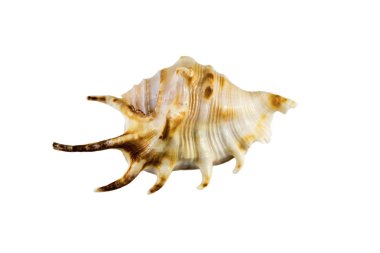 Güzel deniz kabuğu, Lambis chiragra, posterler, siteleri, kartvizit, kartpostal, iç tasarım, Etiketler ve stickerlar için beyaz arka plan üzerinde izole.