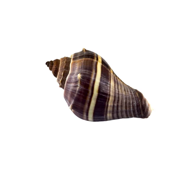 Beautiful sea shell,turbinella angulata, isolated on white background For posters, sites, business cards, postcards, interior design, labels and stickers. — Stock Photo, Image