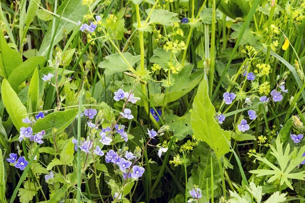 Alan Lila çiçek Asya unutma