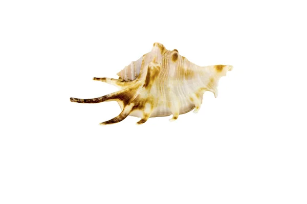 Prachtige zee schelp, Lambis chiragra arthrica, geïsoleerd op een witte achtergrond voor posters, websites, visitekaartjes, briefkaarten, interior design, etiketten en stickers. — Stockfoto