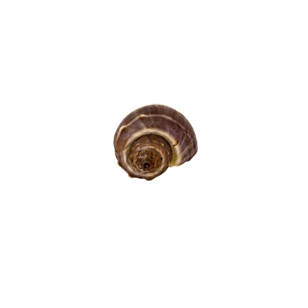 Prachtige zee schelp, turbinella angulata, geïsoleerd op een witte achtergrond voor posters, websites, visitekaartjes, briefkaarten, interior design, etiketten en stickers. — Stockfoto