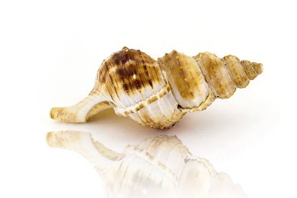 Beautiful sea shell,Nobilis Bursa, isolated on white background — Stock Photo, Image