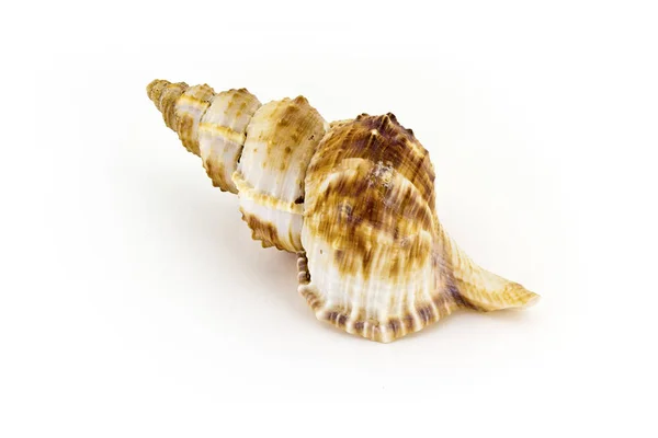 Beautiful sea shell, Nobilis Bursa, isolated on white background — стоковое фото