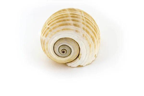 Belle coquille de mer, Galea Tonna, isolée sur fond blanc Pour affiches, sites, cartes de visite, cartes postales, design d'intérieur, étiquettes et autocollants . — Photo