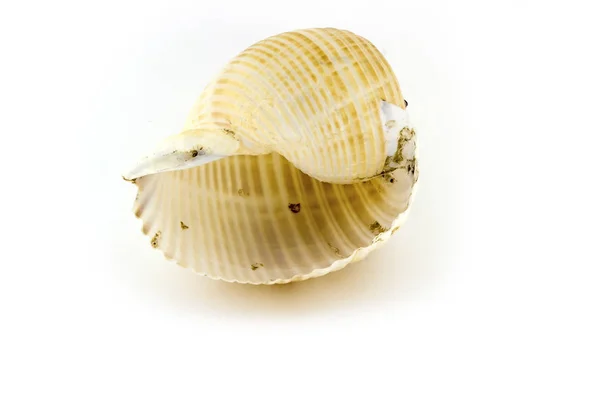 Beautiful sea shell,Galea Tonna, isolated on white background For posters, sites, business cards, postcards, interior design, labels and stickers. Royalty Free Stock Images