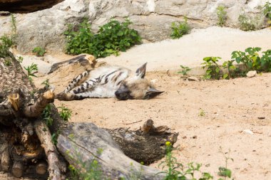 Çizgili sırtlan dinlendikten sonra gece avcılık