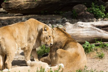 aslan gurur avcılık sonra aittir