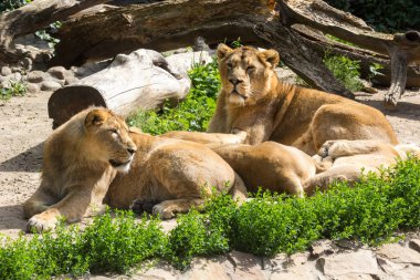 aslan gurur avcılık sonra aittir