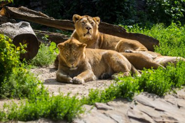 aslan gurur avcılık sonra aittir