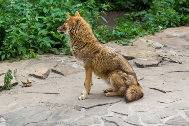 Altın çakal yola bir sıcak yaz gününde dolaştım.