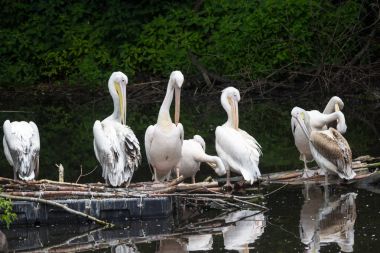 Group Great white pelican sits on a log in the lake clipart