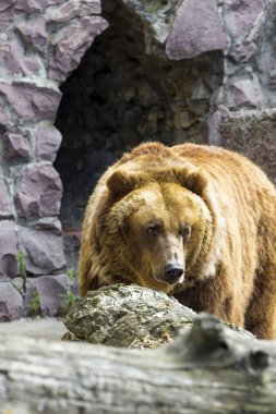 Boz ayı mağaradan geldi