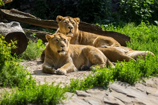 lion pride rests after hunting