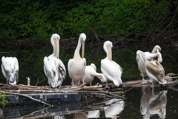 Grupo Grande pelicano branco senta-se em um log no lago Fotos De Bancos De Imagens Sem Royalties