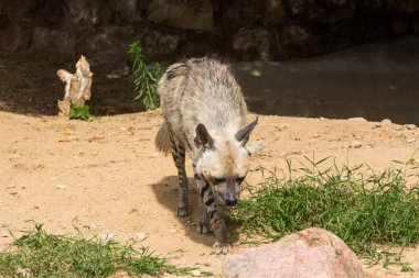 Çizgili sırtlan dinlendikten sonra gece avcılık