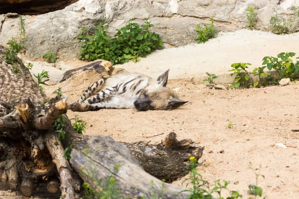 Gestreifte Hyänen ruhen nach nächtlicher Jagd — Stockfoto