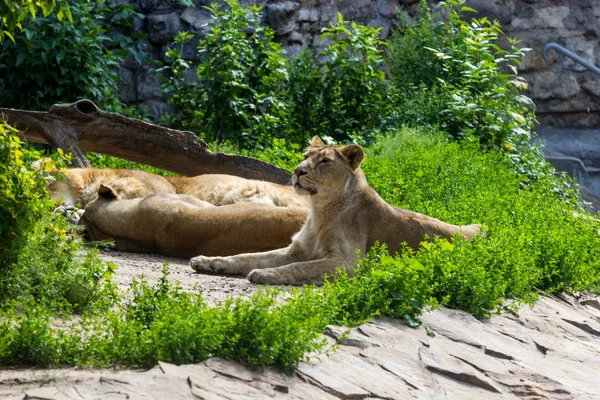 Fierté repose avant la chasse, jeune mâle asiatique lion et femelle — Photo