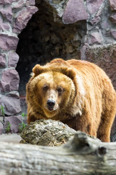 The brown bear came out of the cave Stock Picture