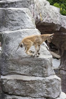 Doğu Kafkas tur çocuk rocks adlı oynuyor