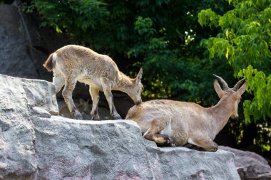 Doğu Kafkas tur çocuk rocks adlı oynuyor
