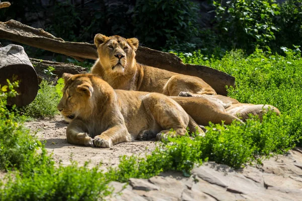 Dumy lew odpoczywa po polowania — Zdjęcie stockowe