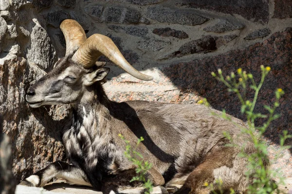 Kafkaslar, Doğu Asya Tur Rocky dağlarında kralı — Stok fotoğraf