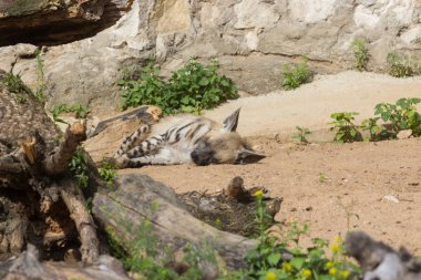 Çizgili sırtlan dinlendikten sonra gece avcılık