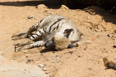 Çizgili sırtlan dinlendikten sonra gece avcılık