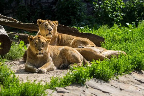 Lion pride rests after hunting — Stock Photo, Image