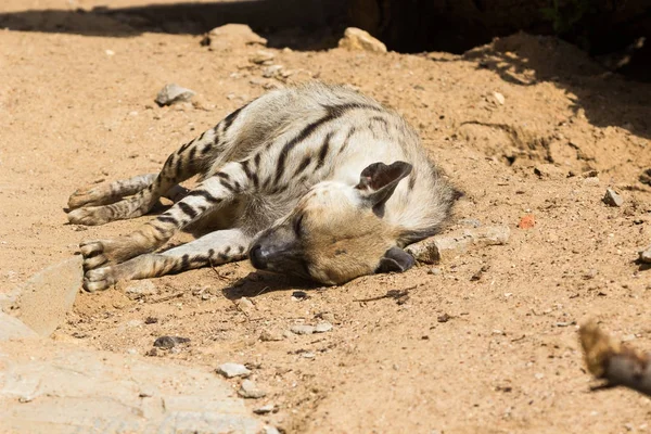 Çizgili sırtlan dinlendikten sonra gece avcılık