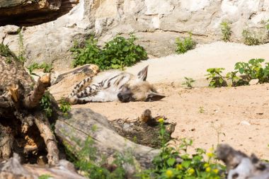 Çizgili sırtlan dinlendikten sonra gece avcılık