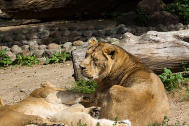 aslan gurur avcılık sonra aittir