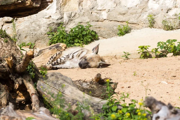 Çizgili sırtlan dinlendikten sonra gece avcılık