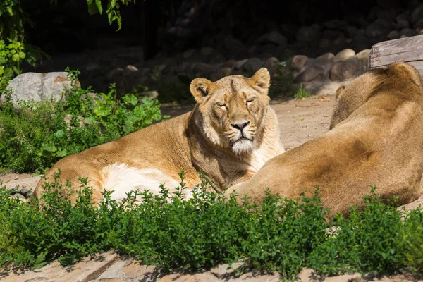 Stolz ruht vor der Jagd, junge männliche asiatische Löwen und Weibchen — Stockfoto