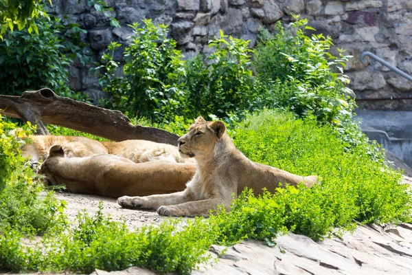 Гордость отдыхает перед охотой, молодой азиатский лев и женщина — стоковое фото