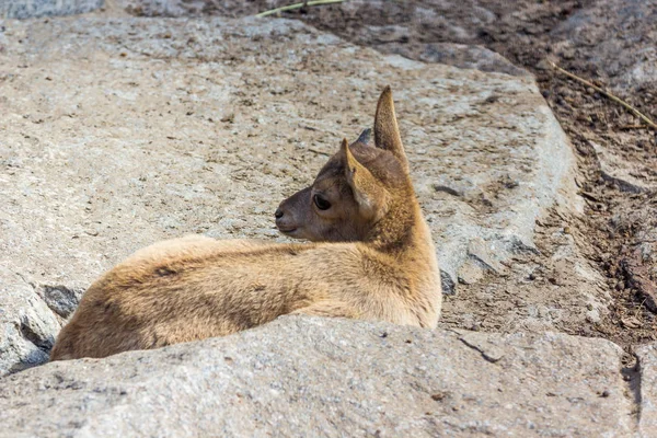 Doğu Kafkas tur çocuk rocks adlı oynuyor