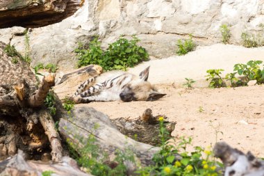 Çizgili sırtlan dinlendikten sonra gece avcılık