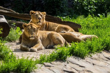 aslan gurur avcılık sonra aittir