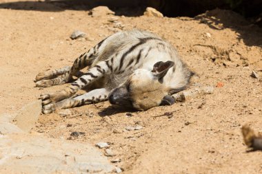 Çizgili sırtlan dinlendikten sonra gece avcılık