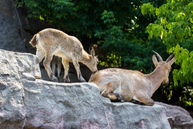 Doğu Kafkas tur çocuk rocks adlı oynuyor