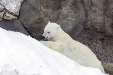 beyaz ayı sol insanlar, yaban hayatı küresel kirliliği mavi bir platin varil ile oynanır