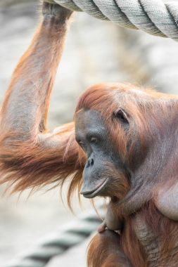 Endonezya orman orangutan