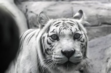 Nadir beyaz kaplan slose portre